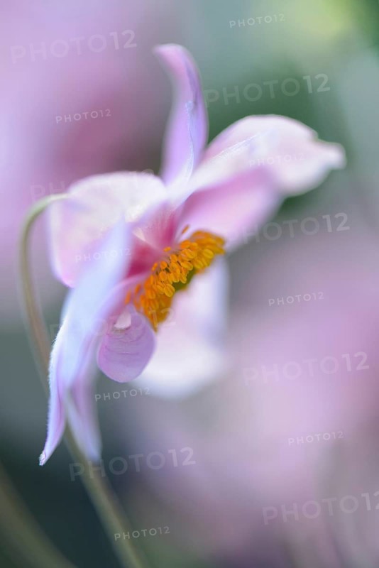 Autumn anemone