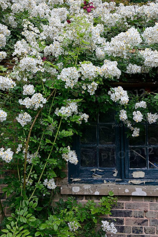 White climbing rose on house with old window