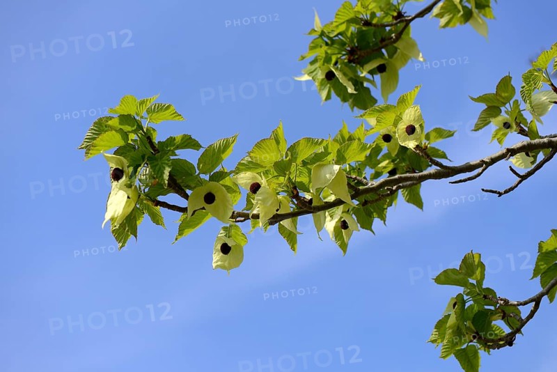 Handkerchief tree