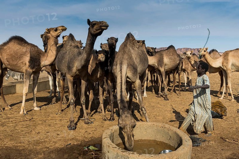 Camels at a water hole