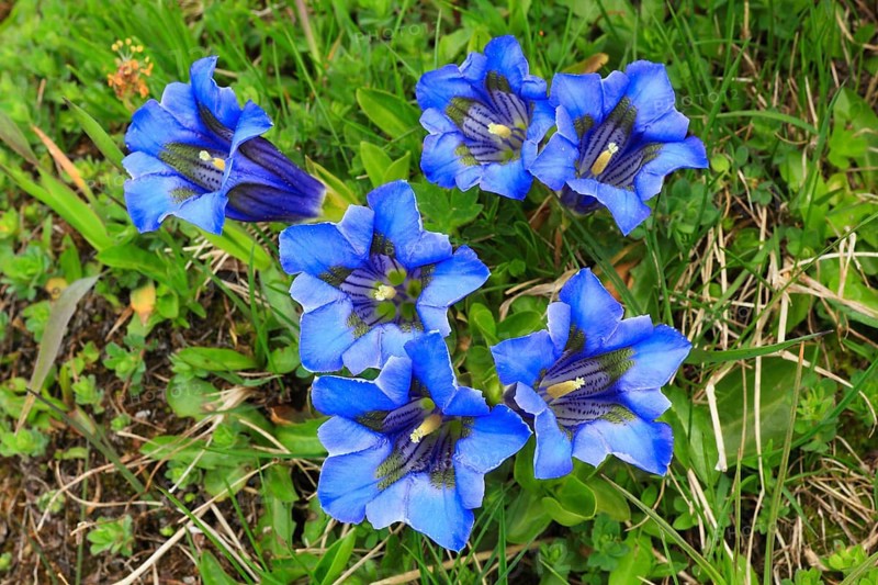 Gentian