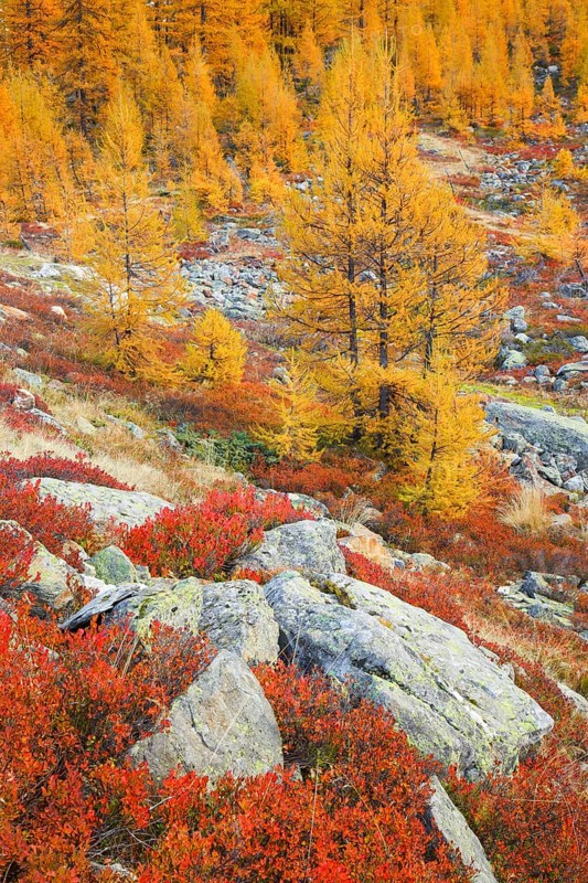 Larch forest and blueberry bushes