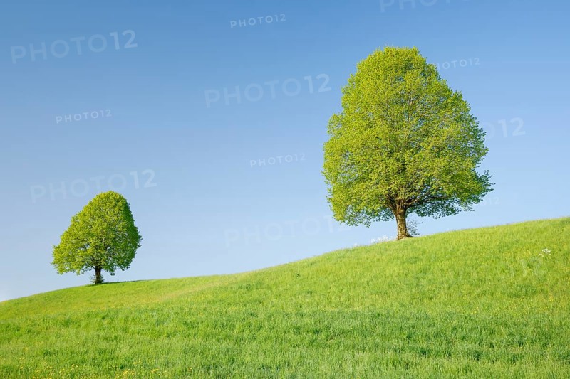 Linden near Ebmatingen in the Zurich Oberland