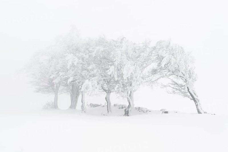 Beeches