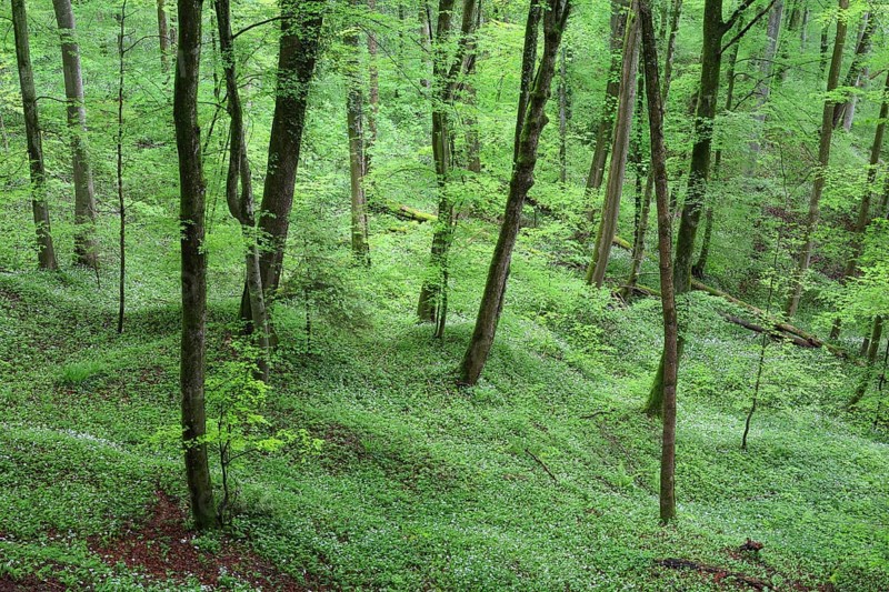 Forest with blooming wild garlic in spring