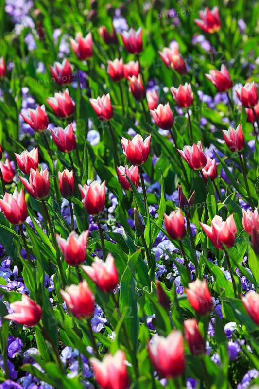 Tulips and violets