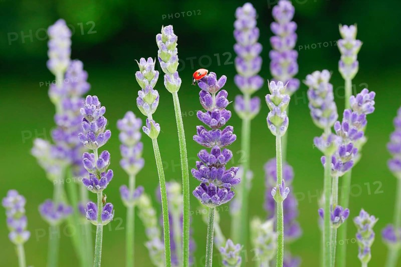 Two-spotted ladybird on lavender flower