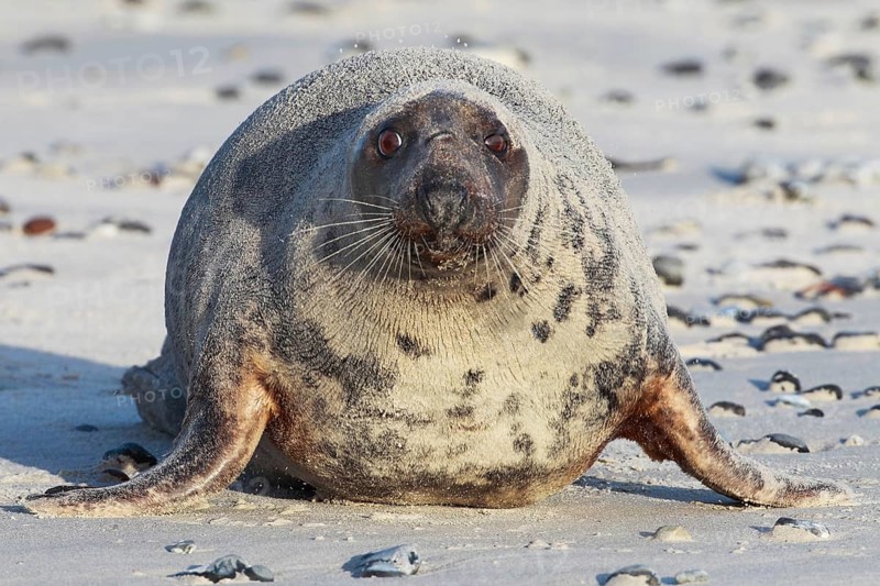 Grey seal