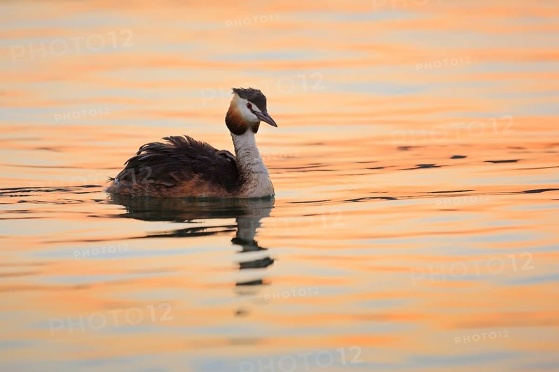 Great crested grebe