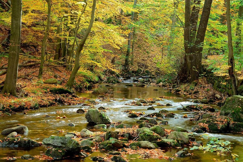Bach with autumn leaves