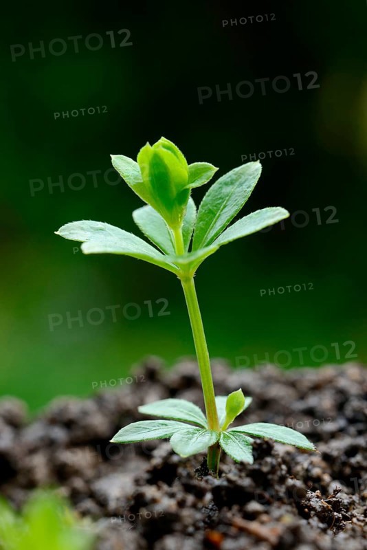 Real Woodruff