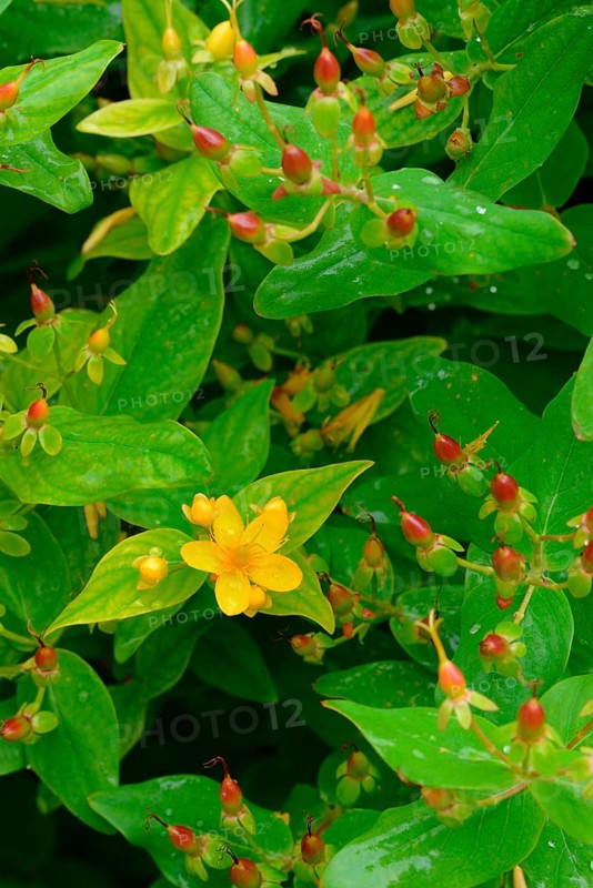 Ragweed