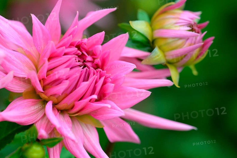 Dahlia