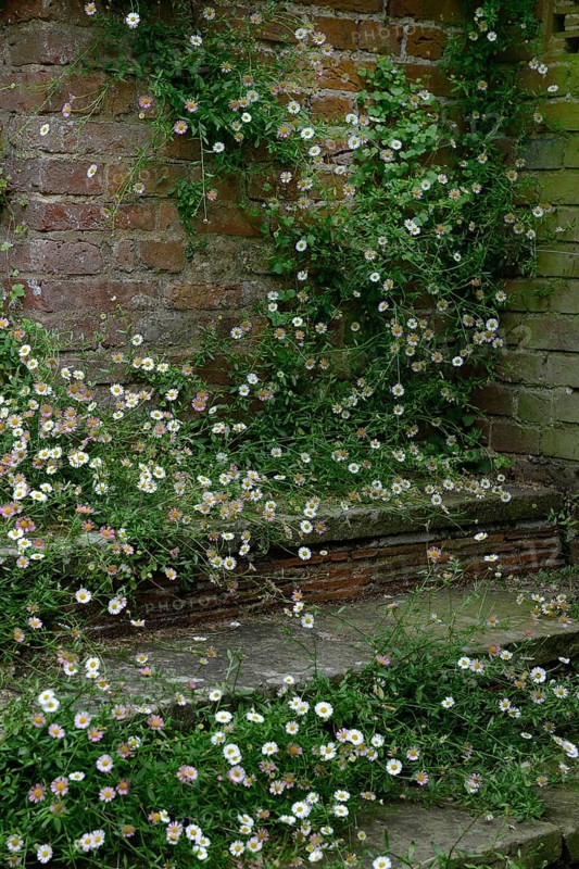 Mexican fleabane
