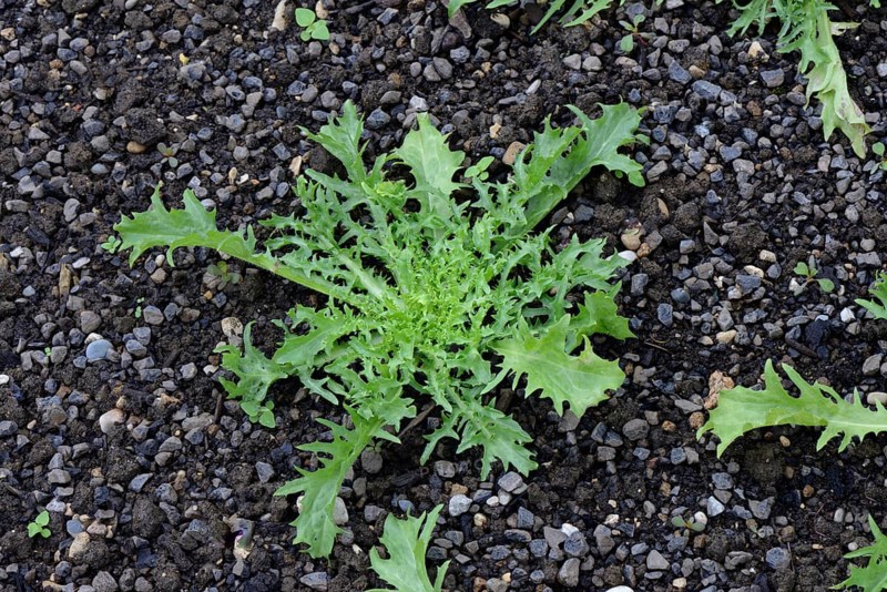 Endive
