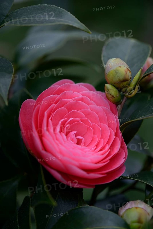 Japanese camellia
