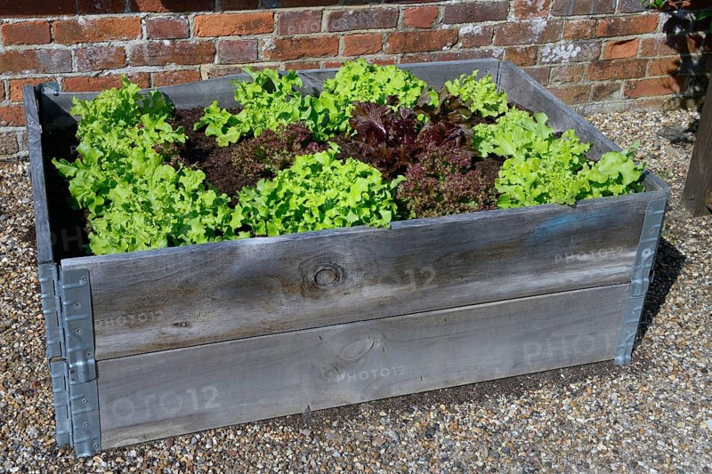Raised bed with lettuce