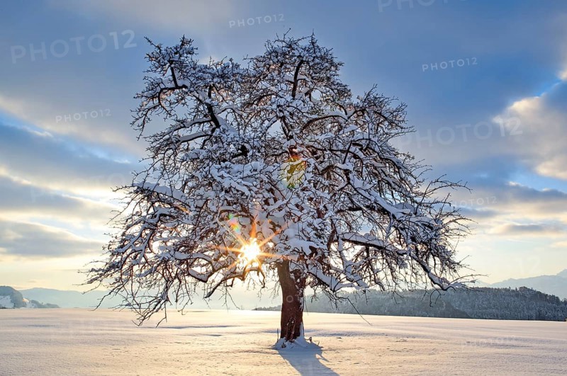Apple tree