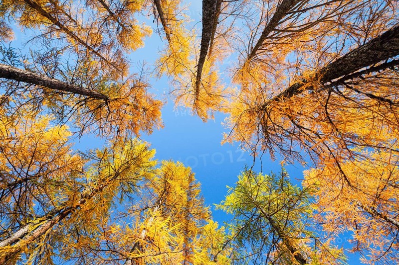 Larch forest and blueberry bushes