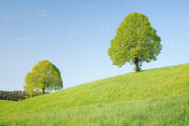 Linden near Ebmatingen in the Zurich Oberland