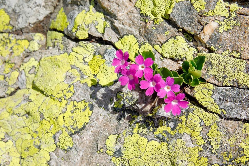 Stinking primrose