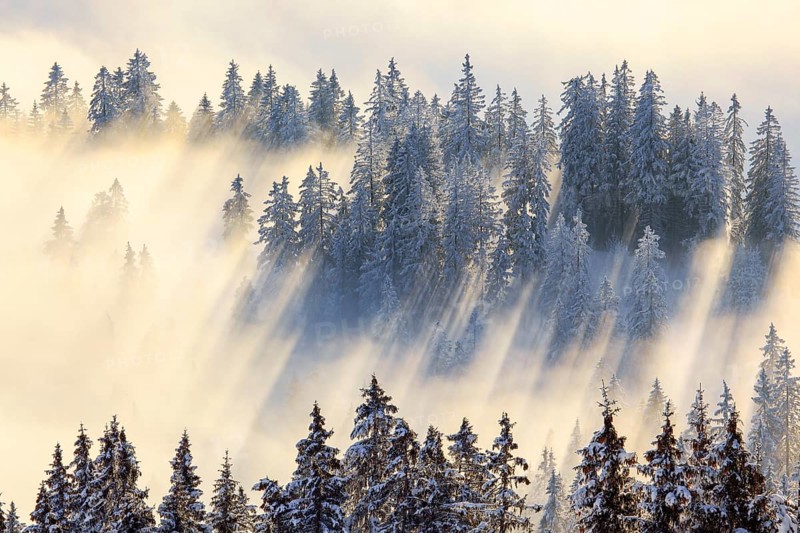 Snowy fir forest