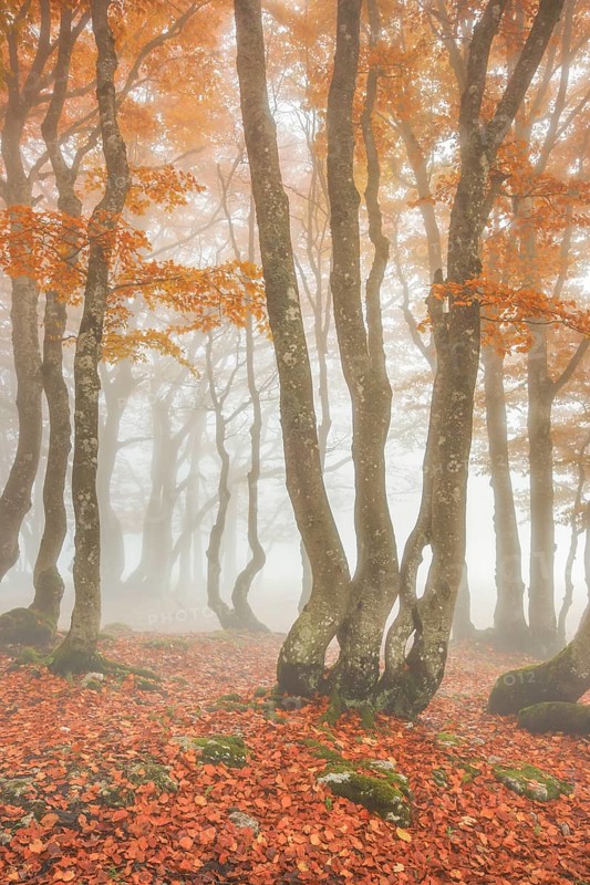 Beech forest in autumn