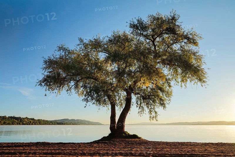 Pasture at Lake Murten