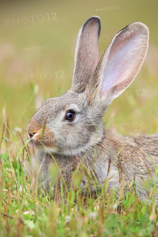 Wild rabbit