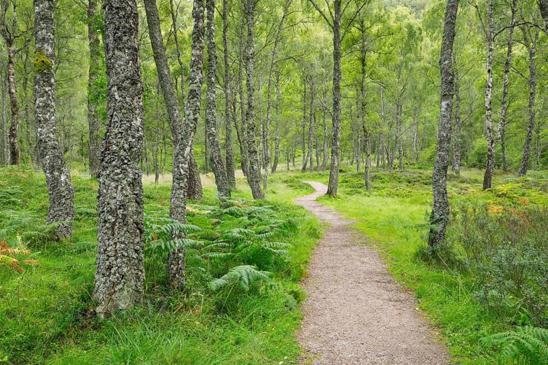 Footpath in birch forest