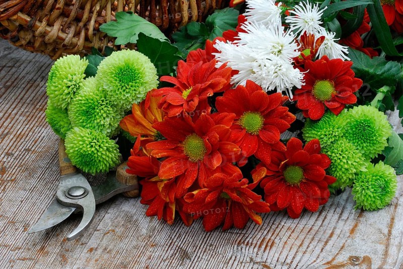 Chrysanthemums on wooden board