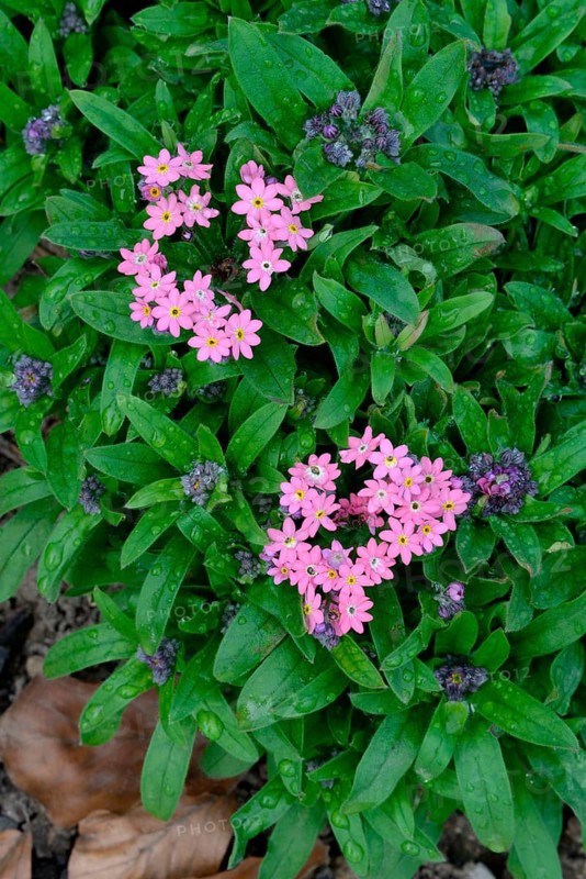 Wood forget-me-not