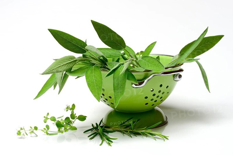 Culinary herbs