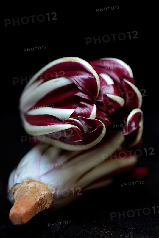 ( Cichorium intybus var. foliosum) Radicchio, Radicchio Rosso di Treviso, red Chicory
