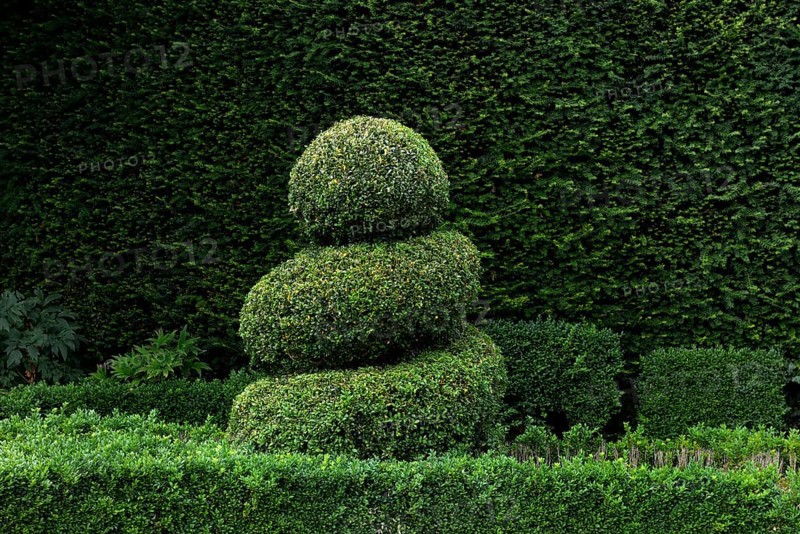 Shaped boxwood in front of yew hedge