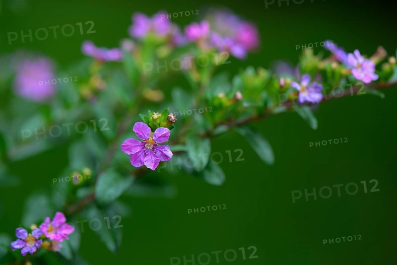 Japanese false myrtle