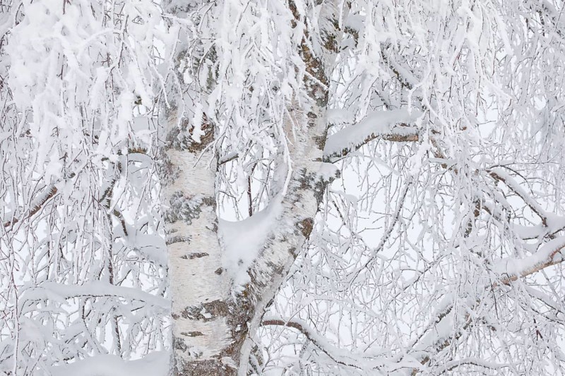 Birch