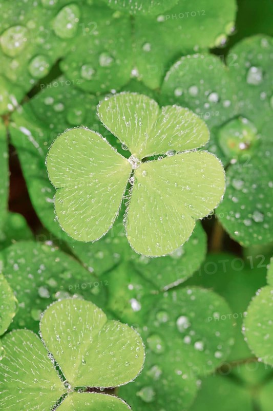 Forest clover with water drop
