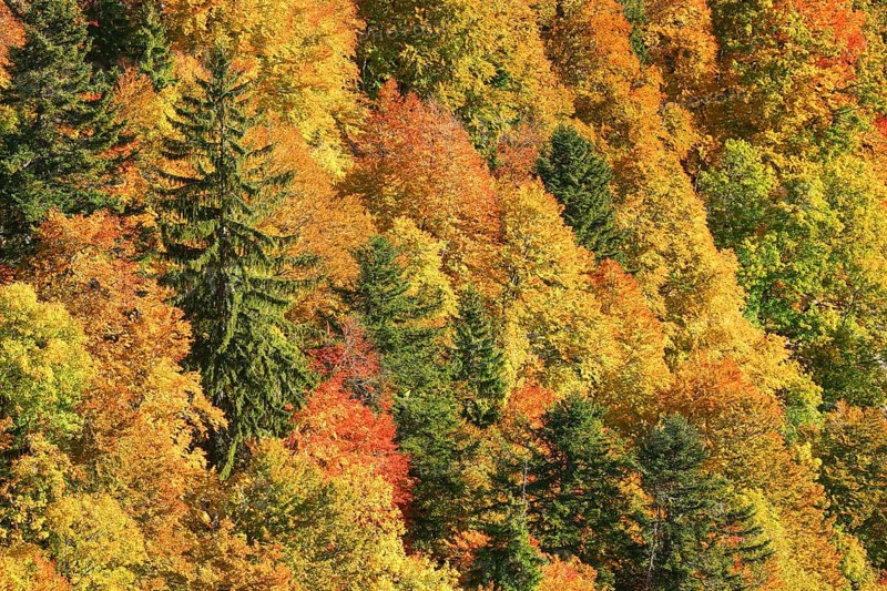 Mixed forest in autumn