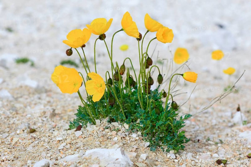Poppy