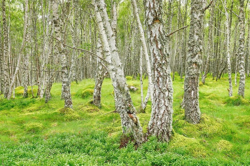 Birch forest