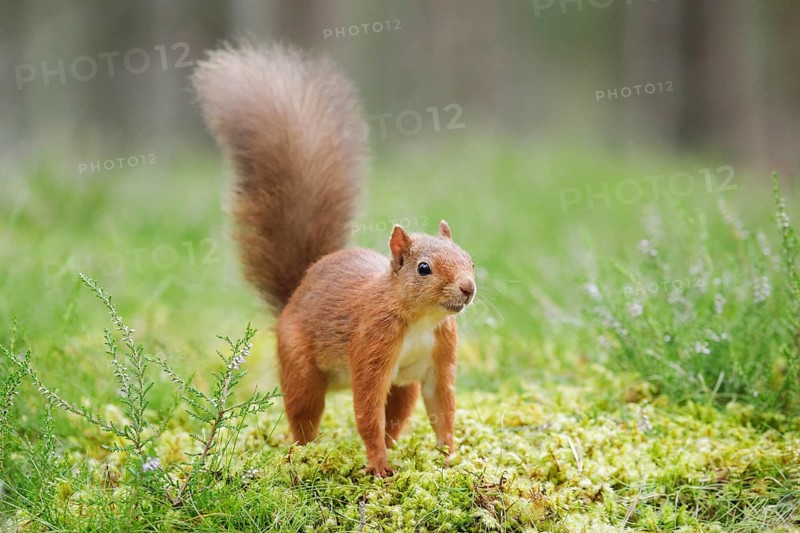 Red Squirrel
