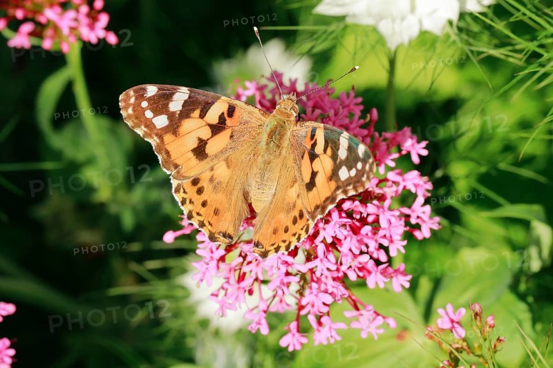 Painted lady