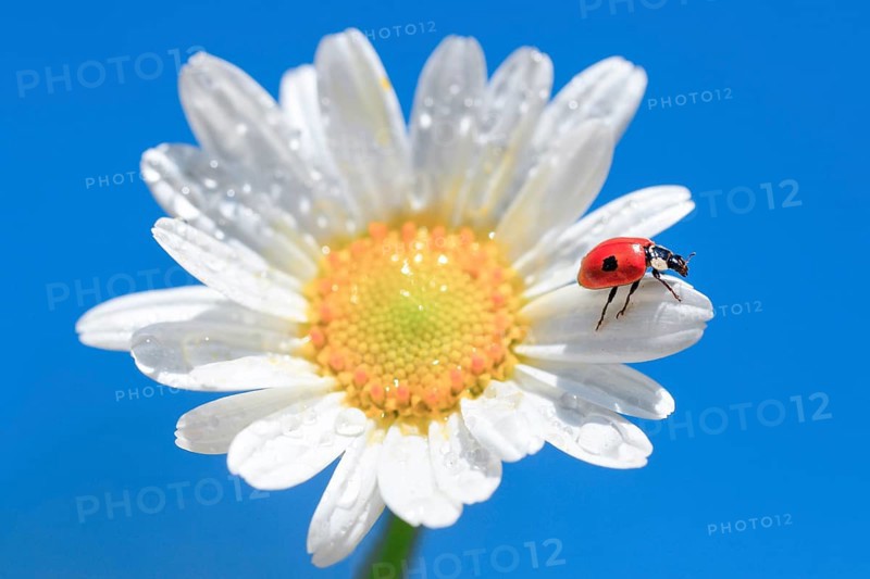 Ladybird on daisy