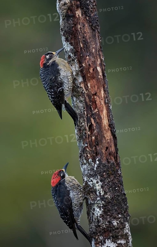 Two temporal spotted woodpeckers