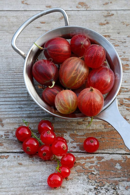 Gooseberries in sieve and Redcurrants