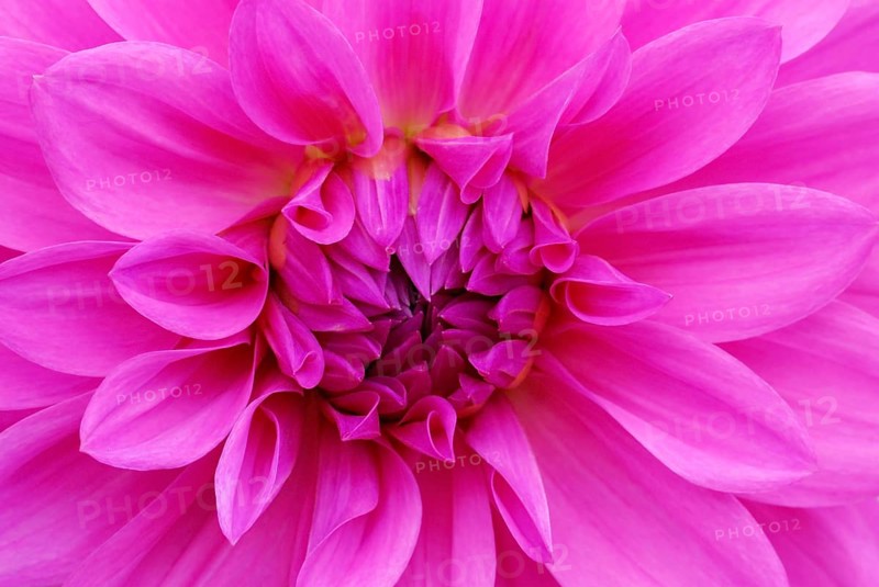 Dahlia spec.