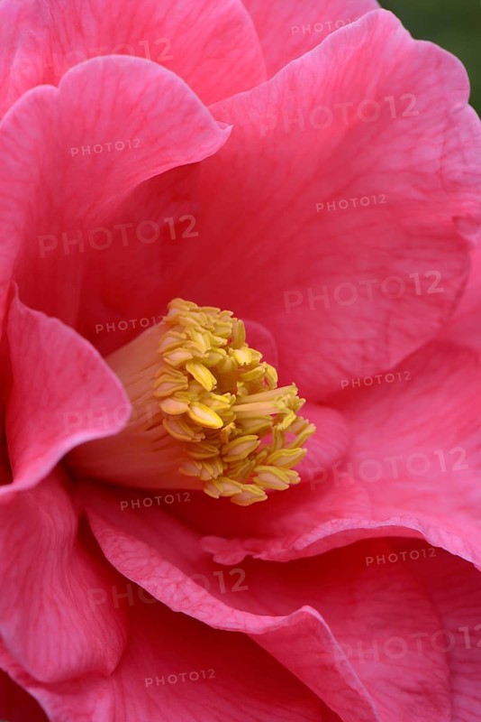 Japanese camellia