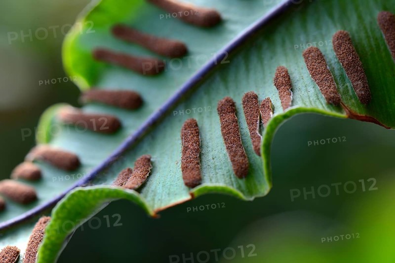 Fern
