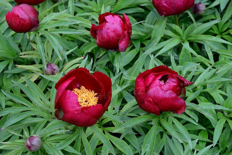 Peony
